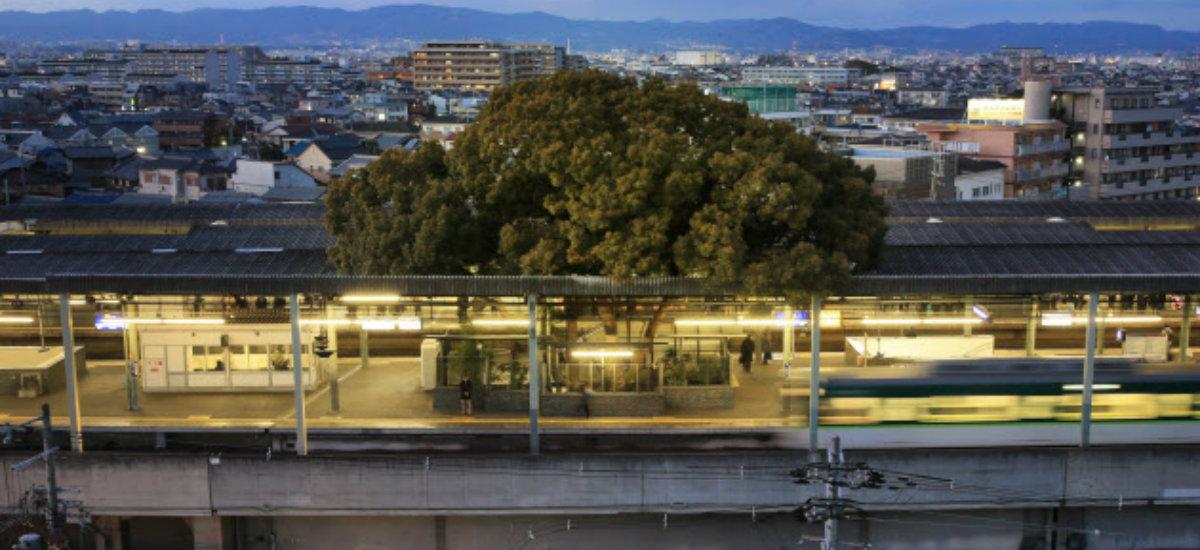 Japończycy nie chcieli wycinać 700-letniego drzewa, więc obudowali je... stacją kolejową