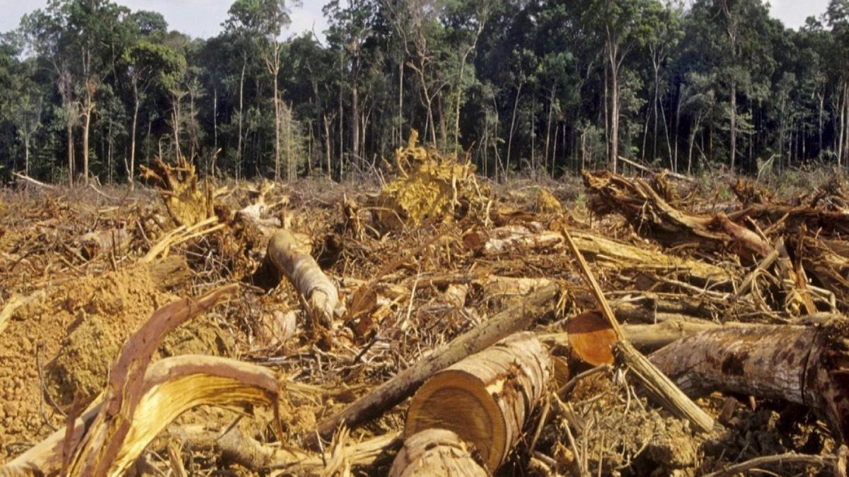 biomasa-drzewna-raport