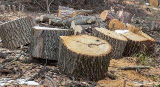 Polskie lasy idą pod topór, Chiny biorą każdą ilość drewna. Cen oszalały, rośnie bańka spekulacyjna