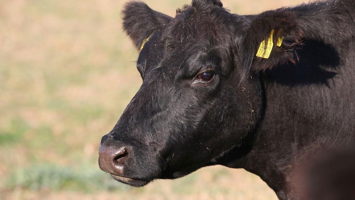 Walka o klimat. Naukowcy uważają, że krowy powinny chodzić do toalety