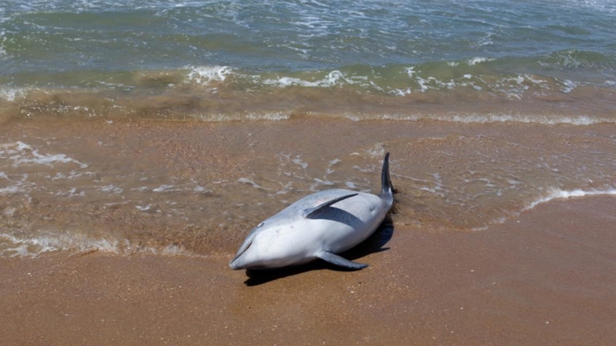 zmiany-klimatu-martwe-delfiny