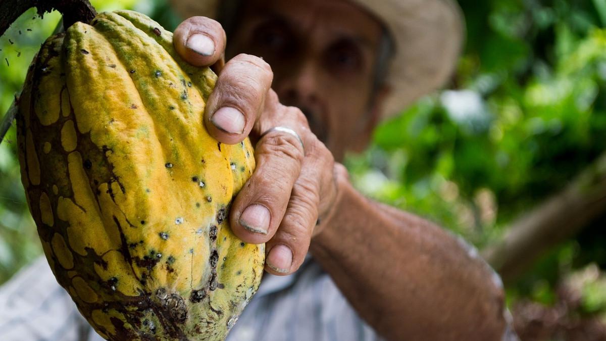 Kakao drożeje jak szalone. Największy producent podniósł cenę